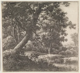 Árbol crecido torcido