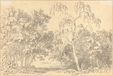 Paisaje boscoso