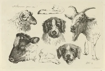 cabezas y patas de animales Estudios de vacas, ovejas y cabras (título de la serie)