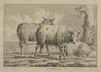 Tres ovejas junto a un árbol Estudios de vacas, ovejas y cabras (título de la serie)