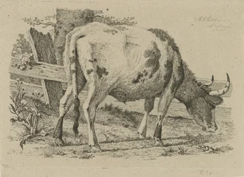 Vaca pastando junto a una valla Estudios de vacas, ovejas y cabras (título de la serie)