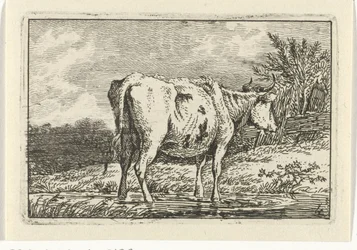 Vaca de pie en un charco Vacas (título de la serie)