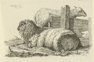 Oveja y carnero acostados Estudios de vacas, ovejas y cabras (título de la serie)