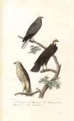 Aguilucho pálido, aguilucho lagunero y aguilucho cenizo.