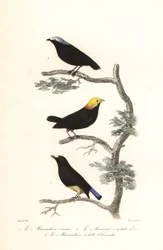 Especie de manacín.
