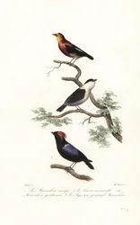 Especie de manacín.