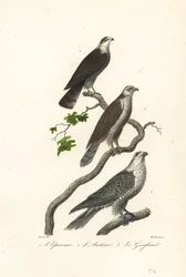 Gavilán, azor y halcón.