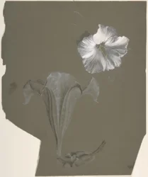 Un estudio de dos lirios blancos