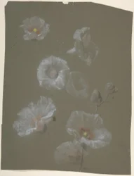 Malvarrosas blancas