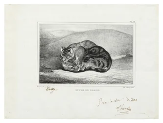 Estudio de gatos