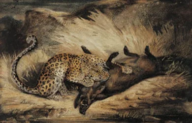 Leopardo devorando un jabalí