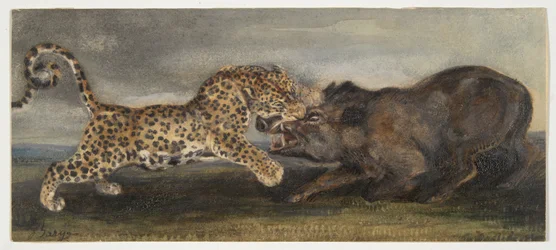 Leopardo luchando con un jabalí