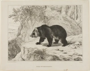 Oso del Mississippi