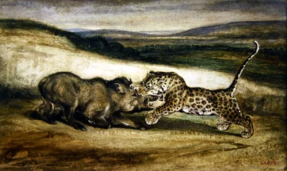 Pantera luchando con un jabalí