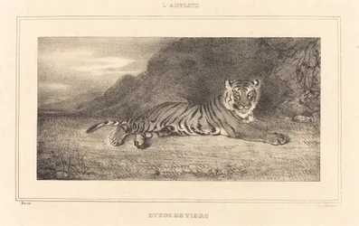 Estudio de un tigre