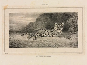 Estudio de un tigre