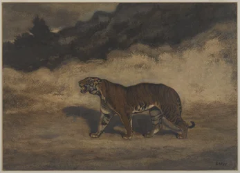 Tigre caminando hacia la izquierda
