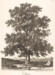 Roble