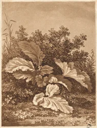 Estudio de hojas, c. 1800