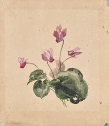 Cyclamen