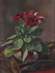 Planta en maceta Anton Hula