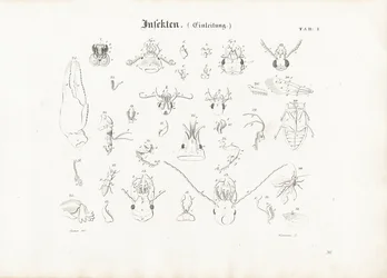 Anatomía de los insectos