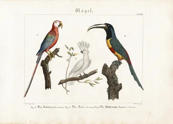 Cacatúa, guacamayo y tucán