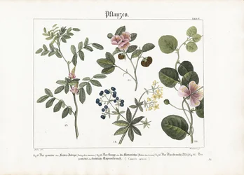 Plantas tintóreas y arbusto de la alcaparra