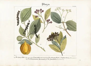 Plantas de especias de importancia económica