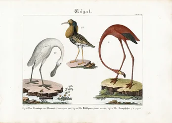 Flamenco, Espátula y Ruff
