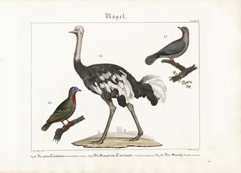 Paloma verde, paloma bravía y avestruz africana