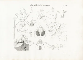 Anatomía de los insectos
