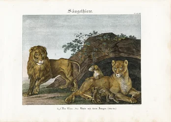 Familia de leones en su hábitat natural