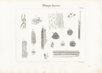 Anatomía vegetal (Fitotomía)