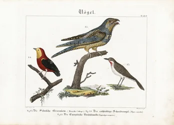 Mirlo siberiano, tangara y chotacabras europeo