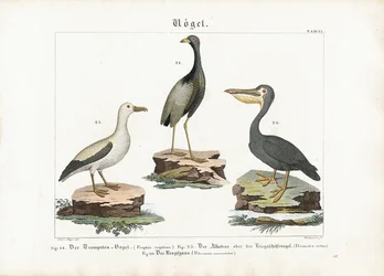 Trompetero, albatros y pelícano