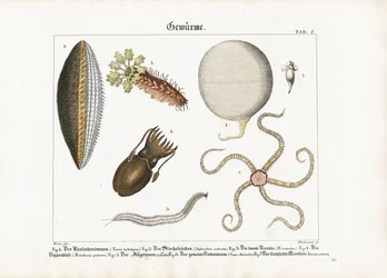 Varios gusanos marinos y cnidarios