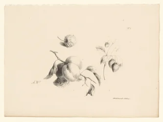 Albaricoques y fresas
Flores y frutas (título de la serie)