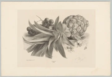 Piña y uvas Estudios de flores y frutas (...) Décimo episodio (título de la serie)