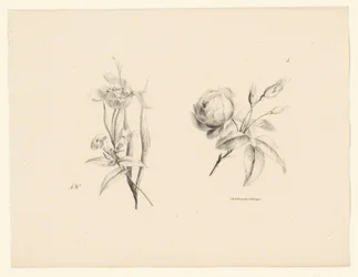 Rosa y otras flores
Flores y frutas (título de la serie)