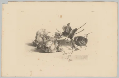 Rosas
Estudios sobre flores y frutas (...) 3ª entrega (título de la serie)