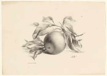 Sinaasappel
Fruta (título de la serie)