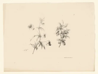 Dos flores
Flores y frutas (título de la serie)