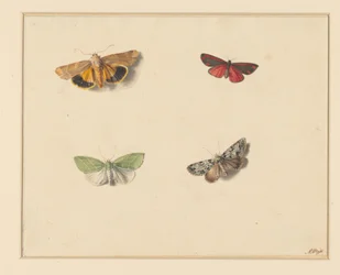 Cuatro mariposas