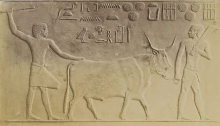 Toro sagrado en Saqqara