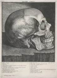 Cráneo humano