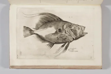 Ilustración de "Aquatilium animalium historiae, liber primus" de Ippolito Salviani, 1554