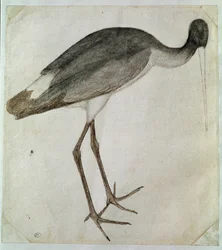 Una cigüeña negra de pie, mirando hacia la derecha. Dibujo por Antonio di Puccio Pisano dit Pisanello (antes de 1395-1455). Tinta marrón, lavado marrón, lavado gris, piedra negra, pluma. Dim: 20,8x18,7cm. Louvre, Gabinete de dibujos