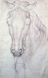Cabeza de un Caballo