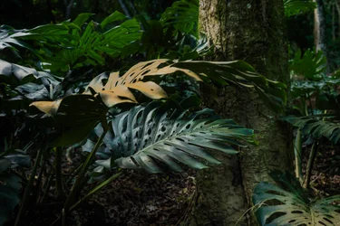 Camino del Corcovado IX , Petrópolis, Río de Janeiro, Brasil, 2025 (fotografía)